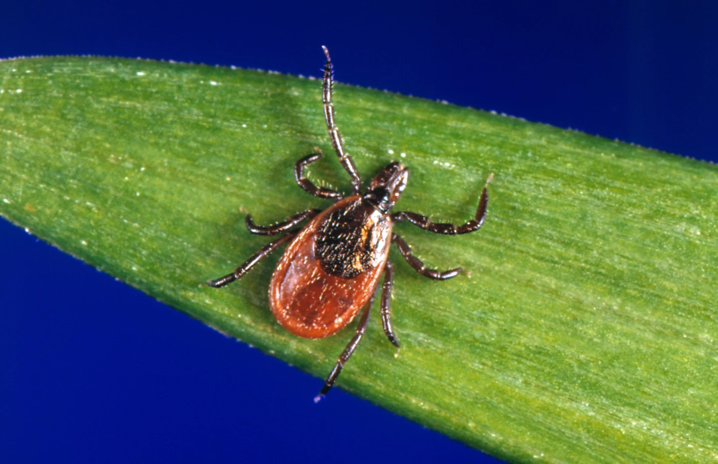 Concerns Rise as Tick Season Begins with High Bites Nationwide