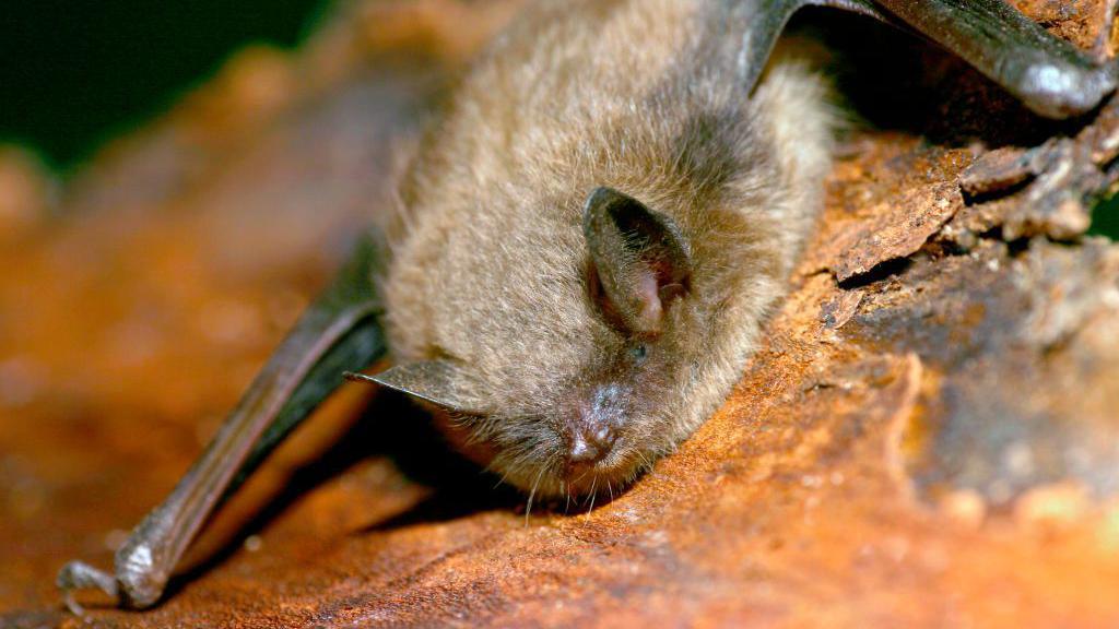 Canadian Boy Dies of Rabies After Bat Attack