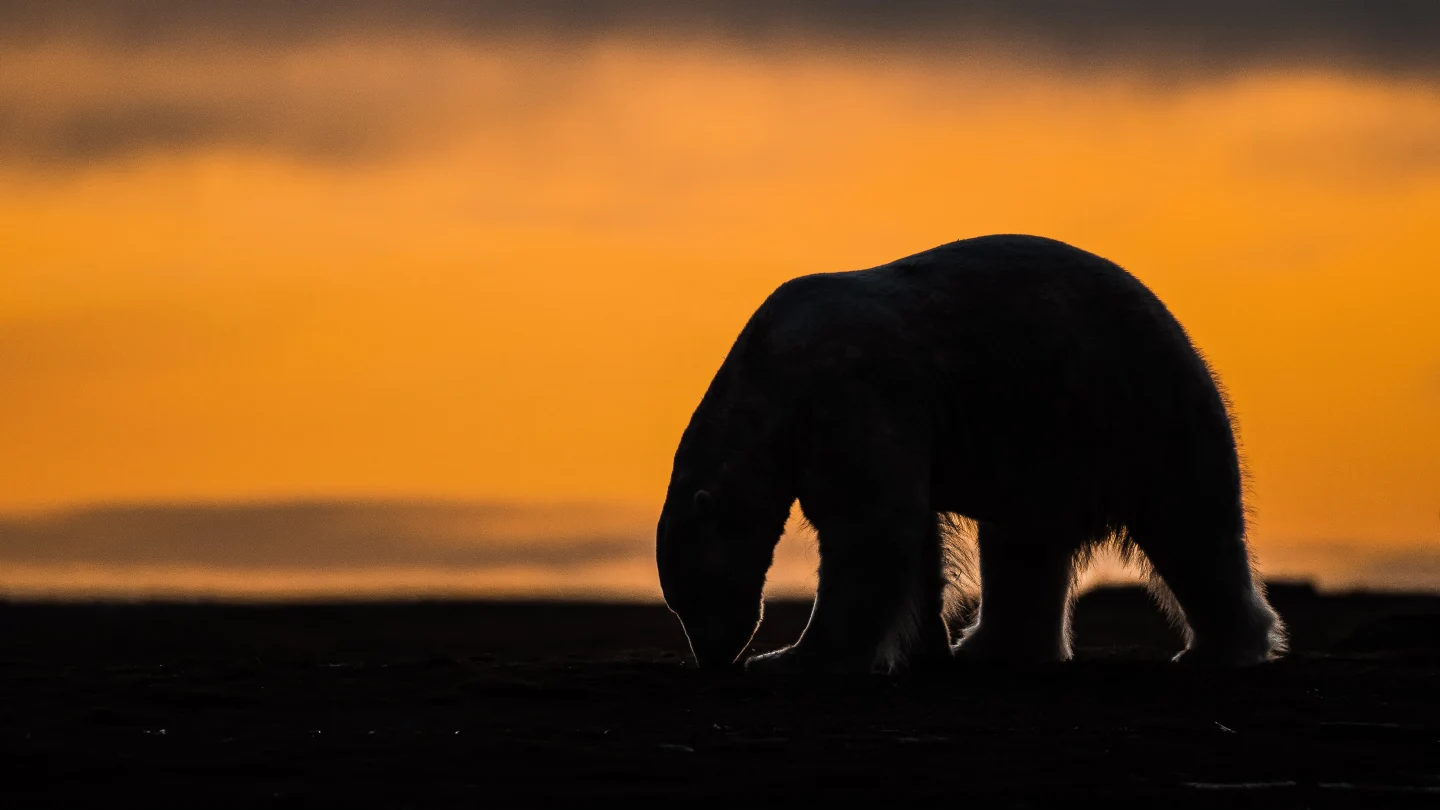Kaktovik Eyes Revival of Polar Bear Tourism with New Guidelines
