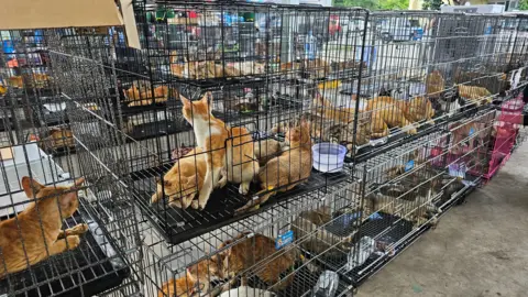 Vietnam Police Crack Down on Cat‑Meat Ring, Rescues 400+ Live Cats