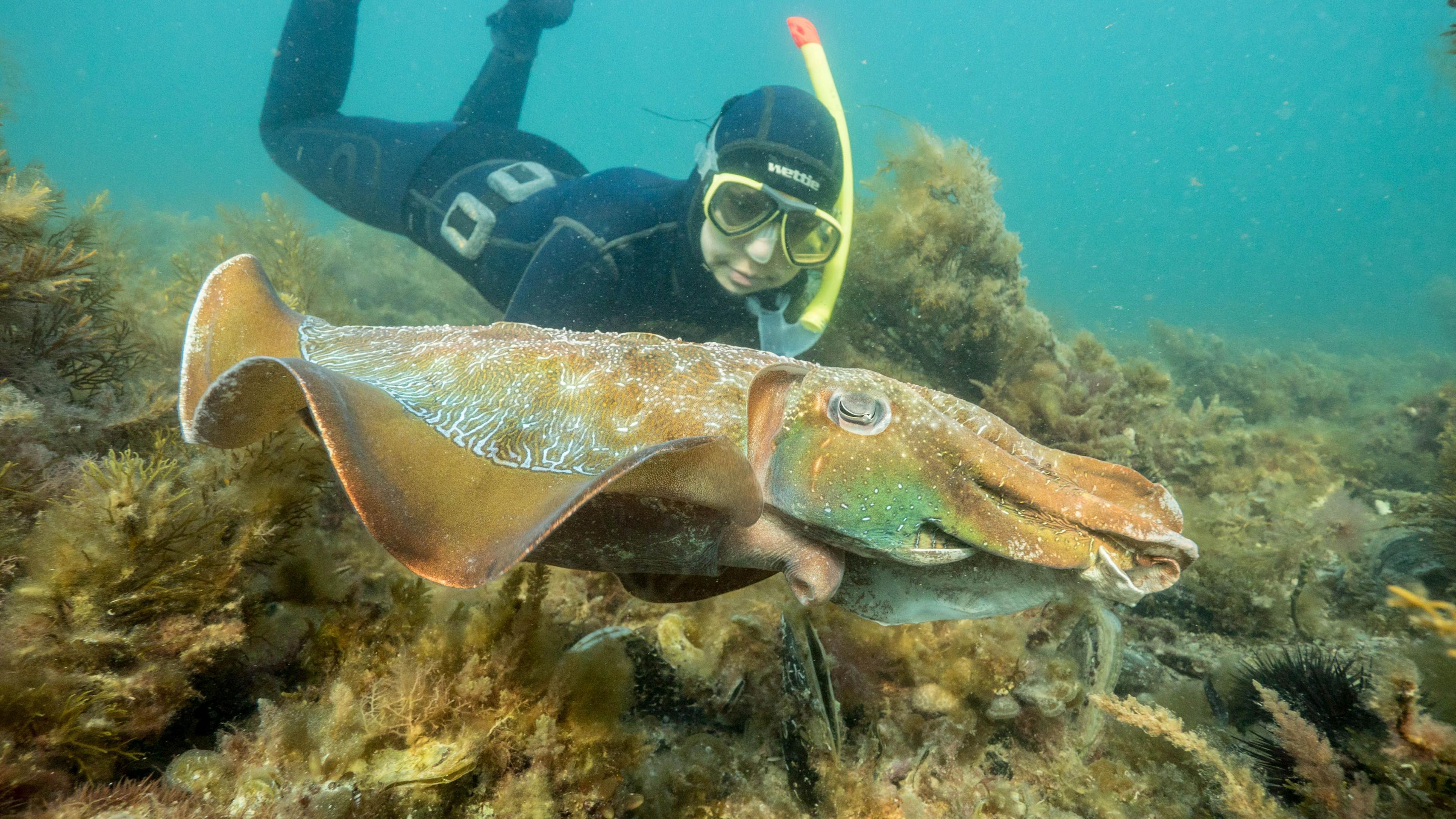 Giant Australian Cuttlefish Fall Short: Record‑Low Mate Numbers Heavily Impacted by Toxic Algal Bloom