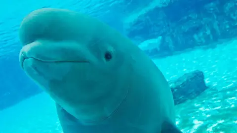 Canadian Marine Park's Euthanasia Threat: 30 Beluga Whales at Risk