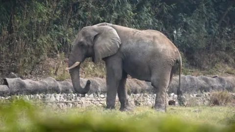 The Tragic Demise of Delhi's Sole African Elephant: Shankar