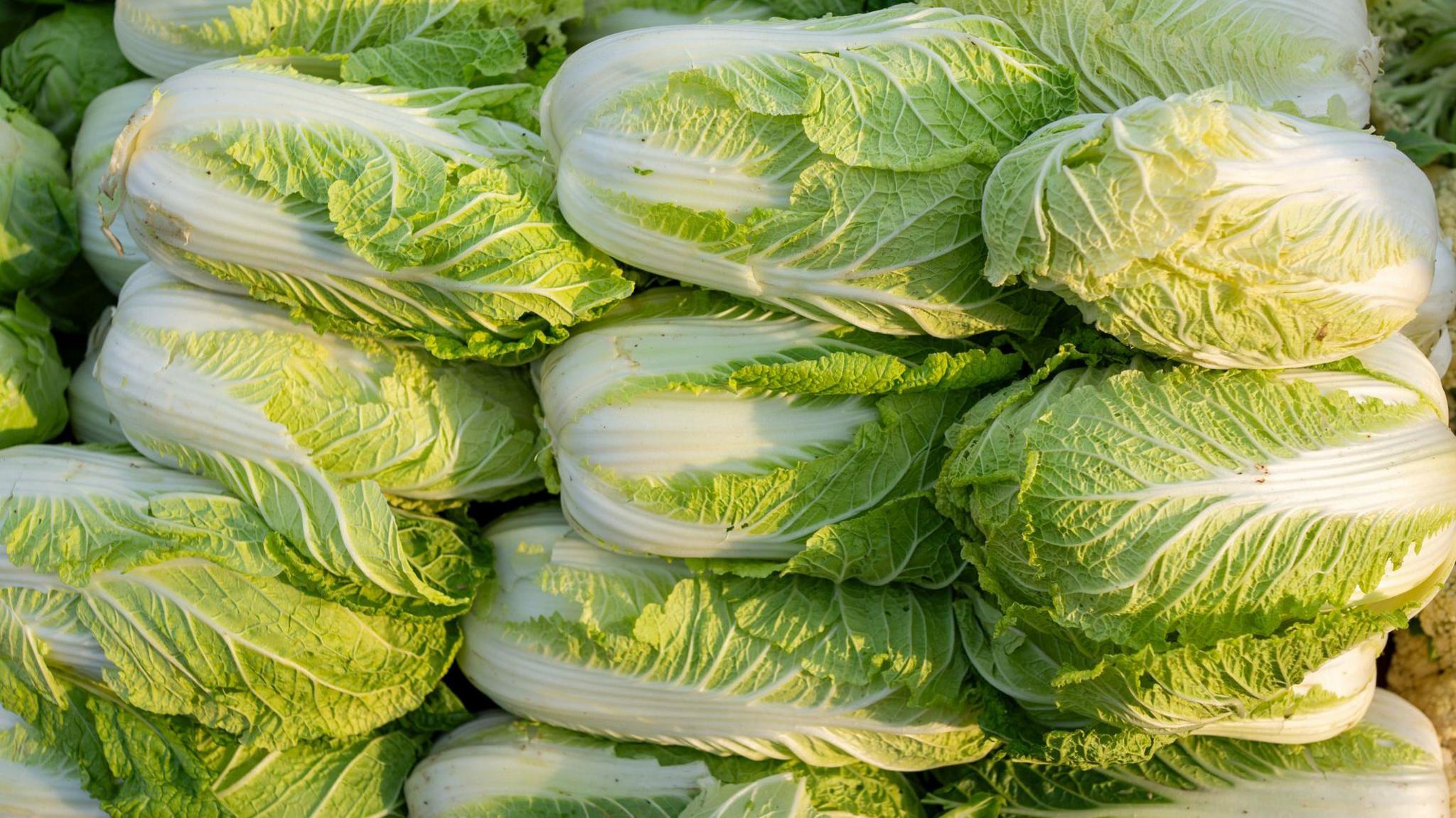 China Investigates Formaldehyde Use on Cabbages