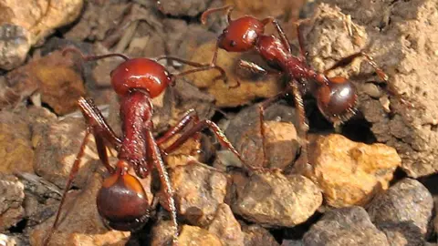 The Surprising Price of Ants: Examining the Surge in Wildlife Trafficking