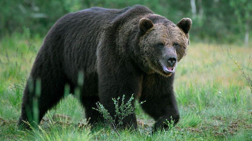 Bear breaks into home in Ulaanbaatar