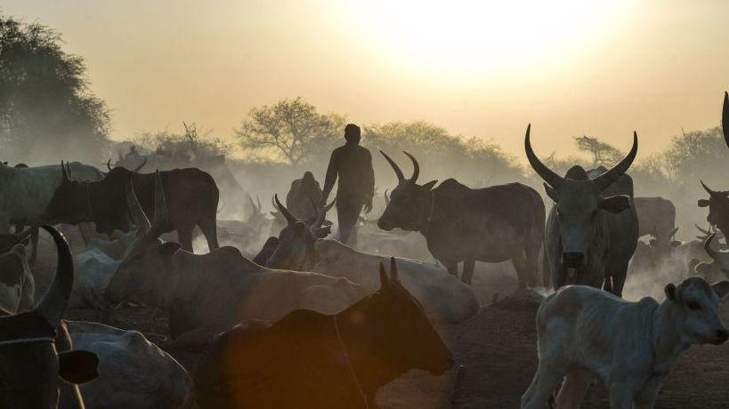 A herd of cattle with long horns and a silhouetted man herding the animals