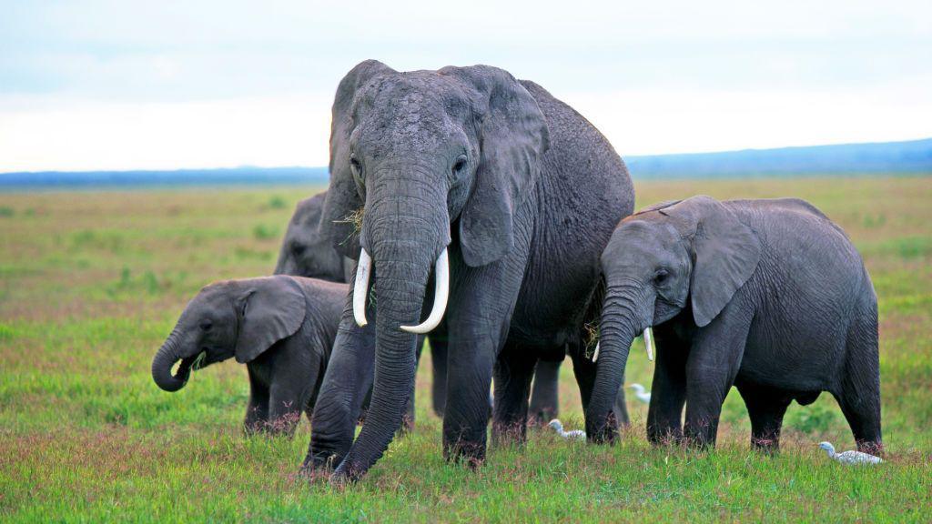 Elephant deaths in Kenya may be linked to pesticide use in nearby tomato farms