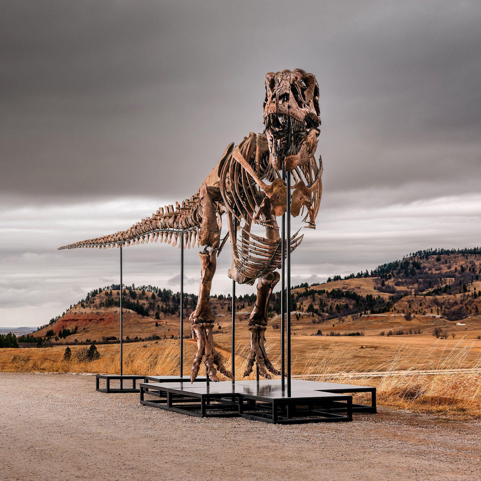 Gus the T. rex May Fetch Record $30m at Sotheby’s Auction, Igniting Debate Over Museum Ownership