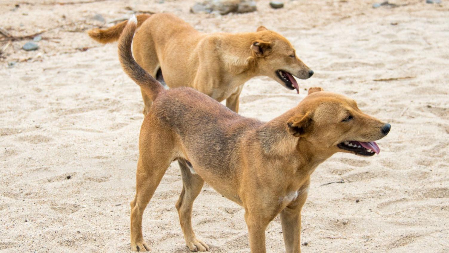 Ethiopian Town Orders Mass Dog Killings After Rabies Outbreak