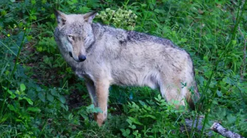 Suspicion of Poisoning in the Deaths of 18 Wolves in Italian National Park