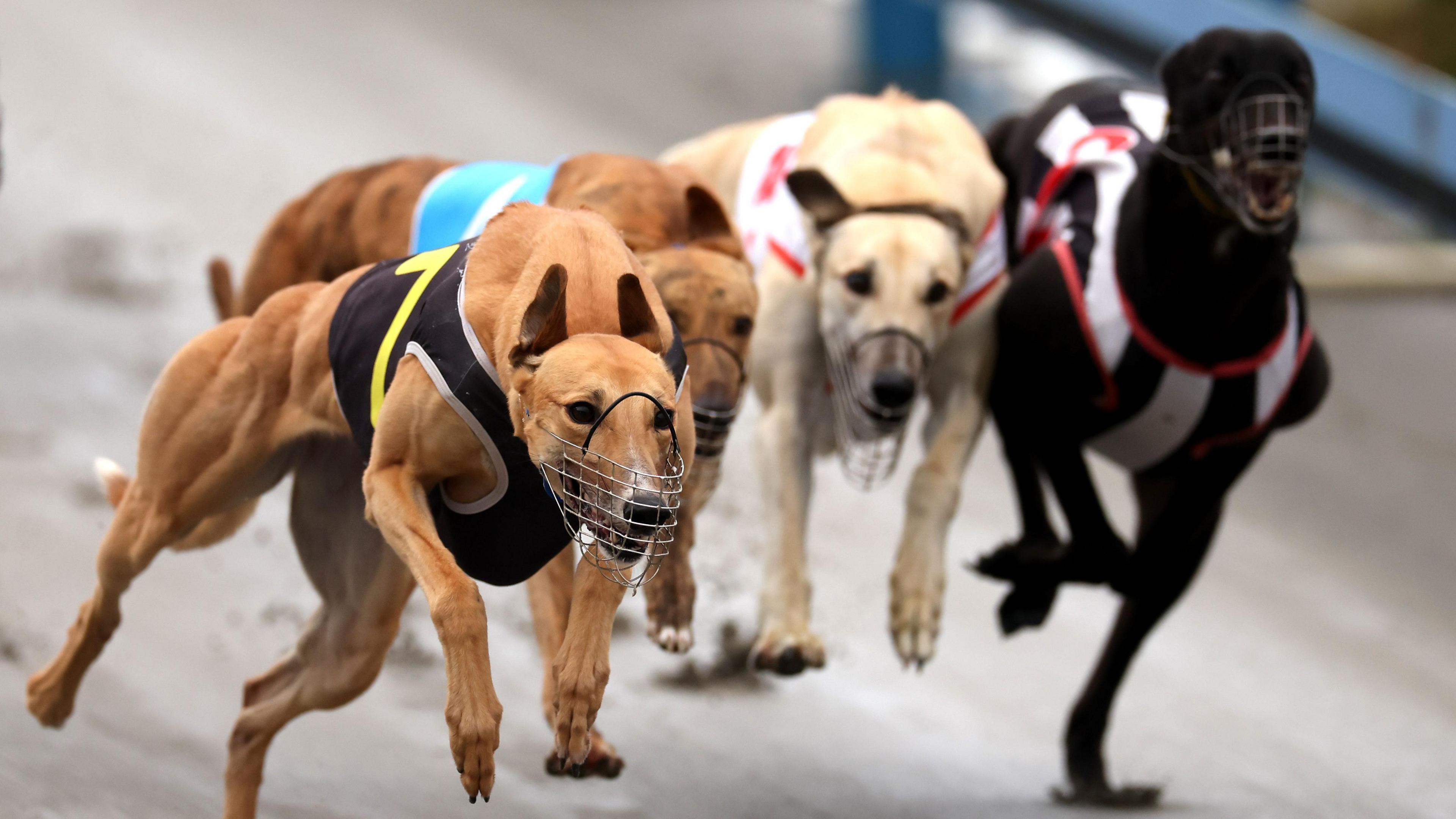 Greyhound Flights to Australia as New Zealand Racing Ban Takes Effect