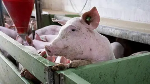 Spain's Pork Industry Faces Crisis Amid Swine Fever Outbreak
