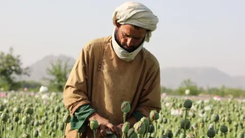 Taliban's Opium Ban Sees Afghan Crop Drop Dramatically, According to UN Report