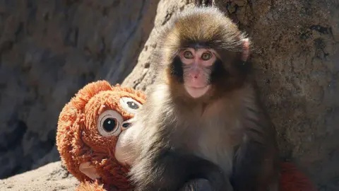 Two Men Arrested for Climbing into Zoo Enclosure of Viral Monkey Punch