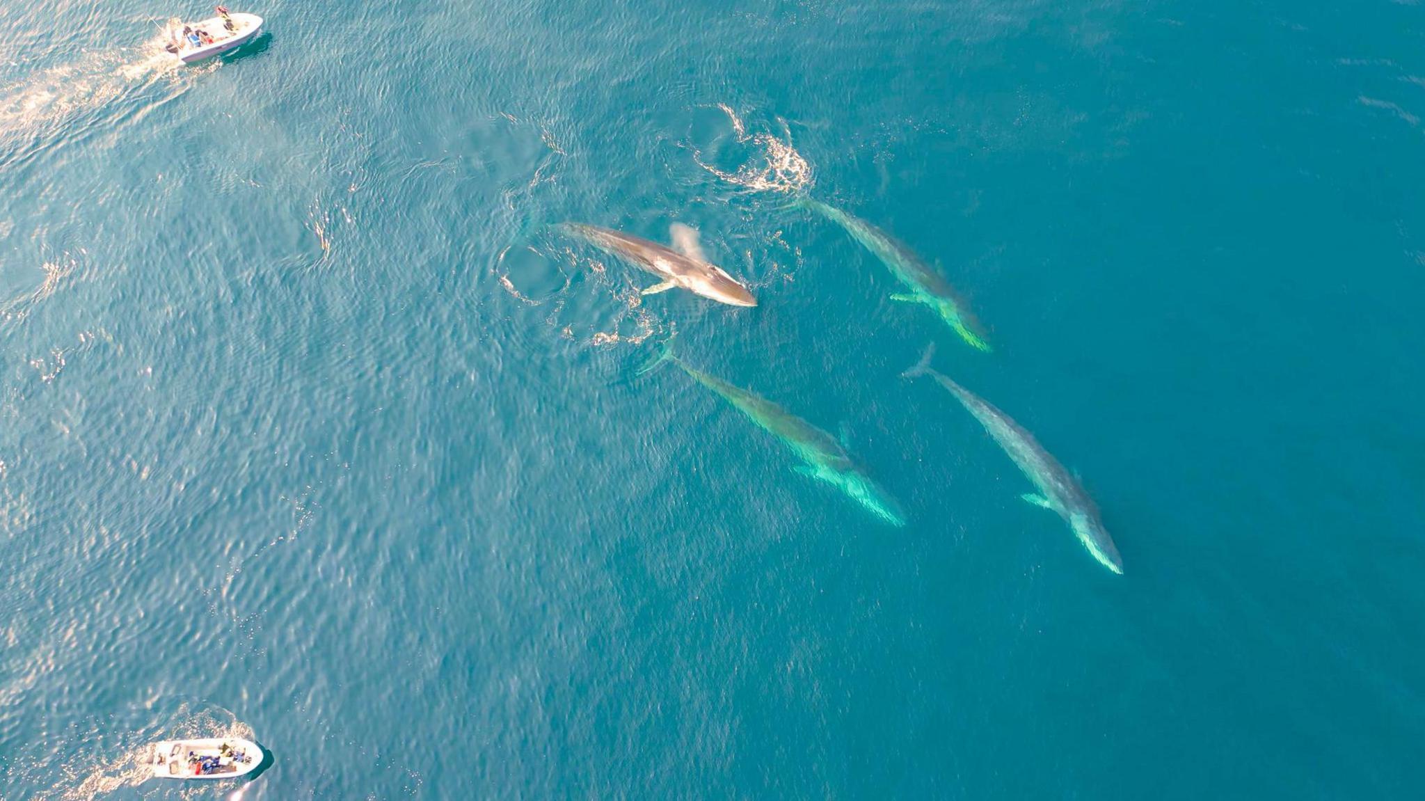 Whales Swift to Greenland’s Vanishing Ice