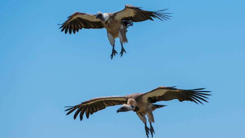 Nigeria’s "Vulture King" Fights to Reverse the Decline of Vultures