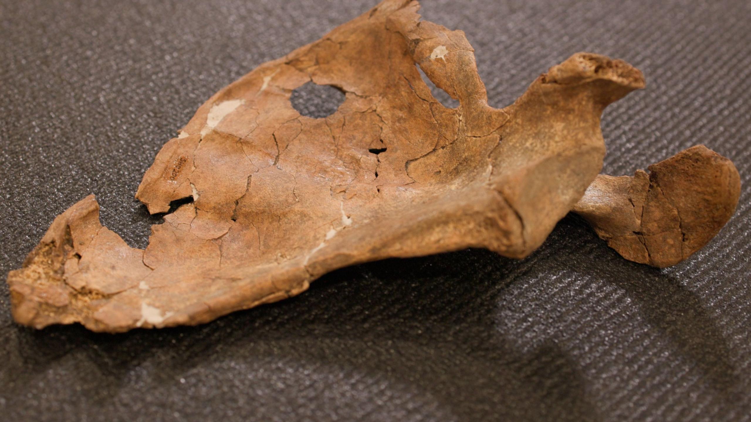 Neanderthal Wound Reveals Lethal Fighting 75,000 Years Ago