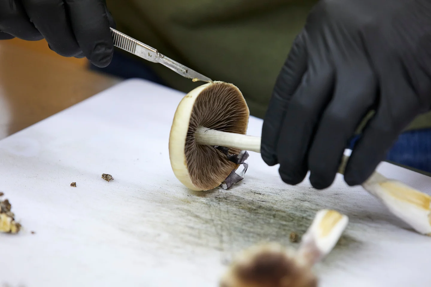 FDA Accelerates Review Process for Psychedelic Drugs Under Trump Administration