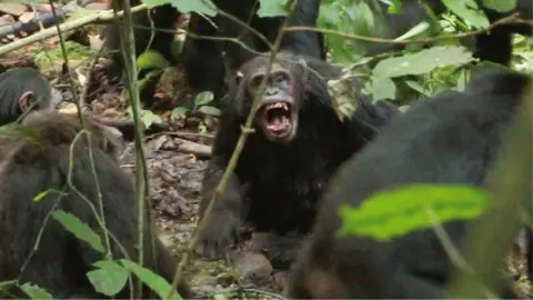 Chimpanzees in Uganda Engaged in 'Civil War' After Community Split