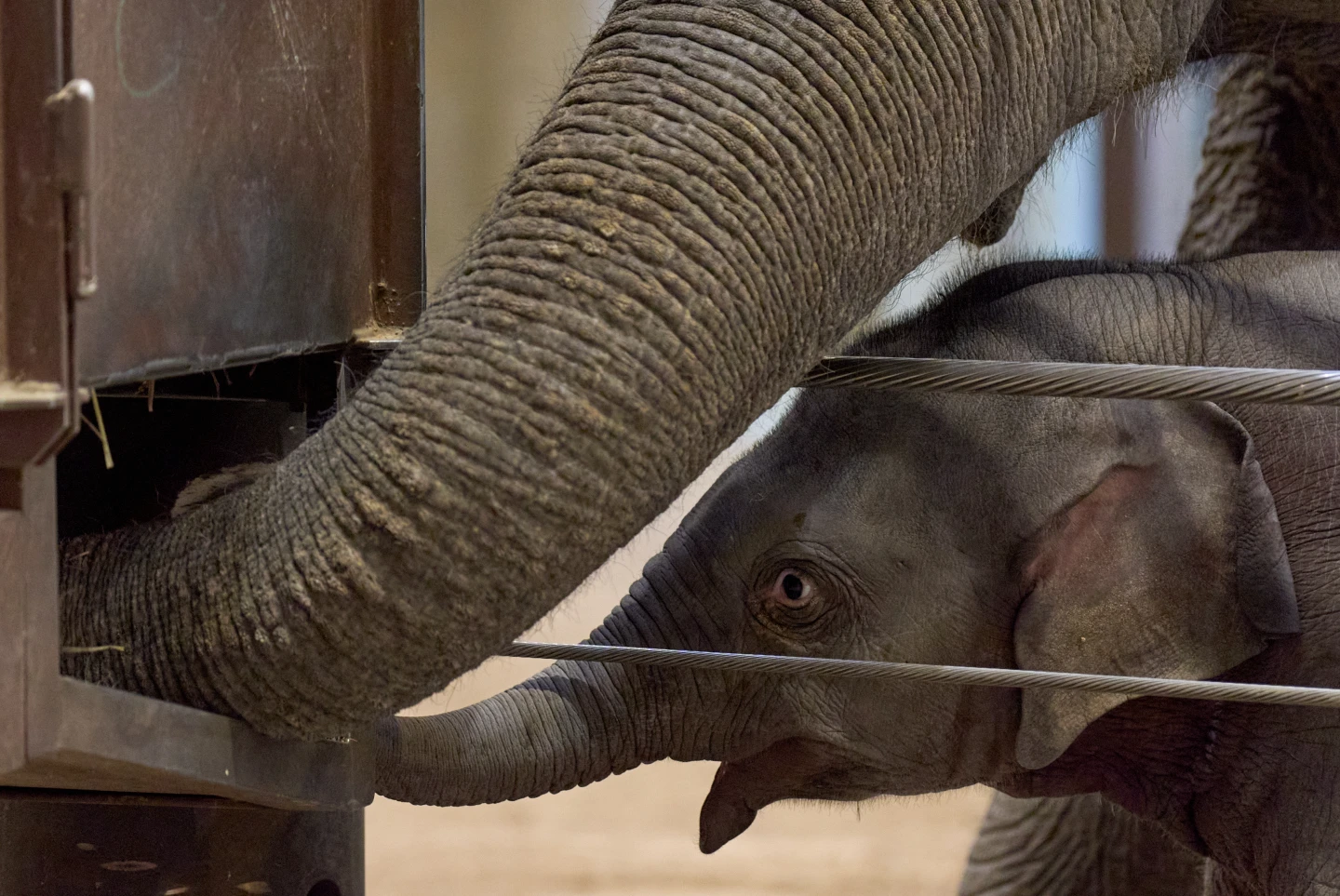 Washington Welcomes New Star: Baby Elephant Linh Mai Debuts at National Zoo