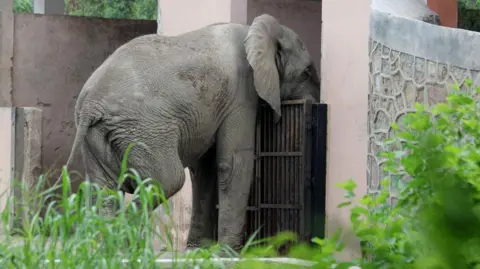 Tragic Death of Delhi's Last African Elephant Due to Rodent-Borne Virus