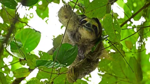 Tragic Loss: 31 Sloths Die Prior to Sloth World Opening in Florida