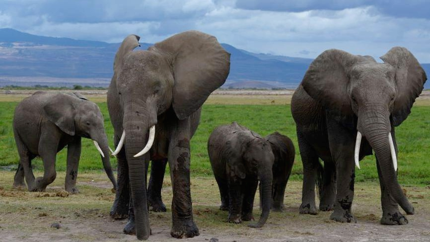 Pesticide‑sprayed tomatoes kill 15 elephants in Kenya’s Amboseli zone