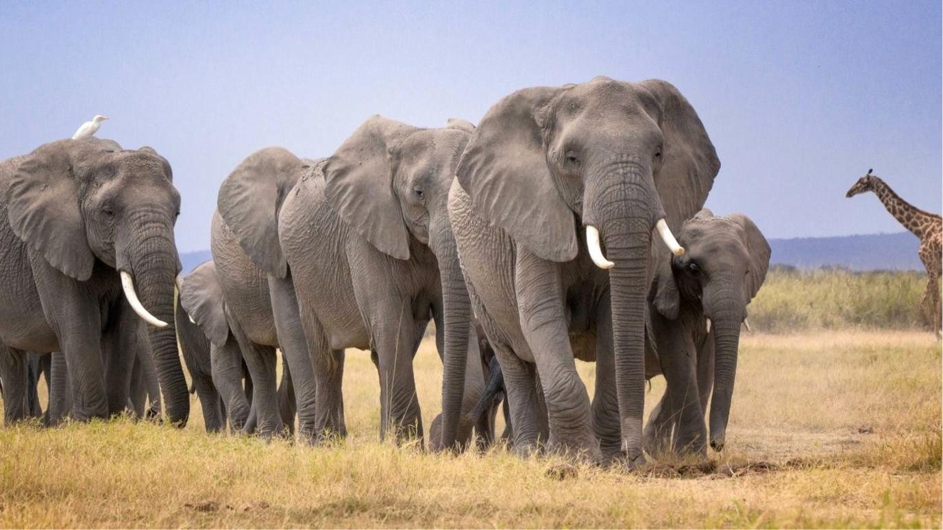 14 Kenyan elephants die mysteriously – urgent investigation launched