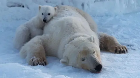 Polar Bears Thrive in Norway Despite Climate Challenges
