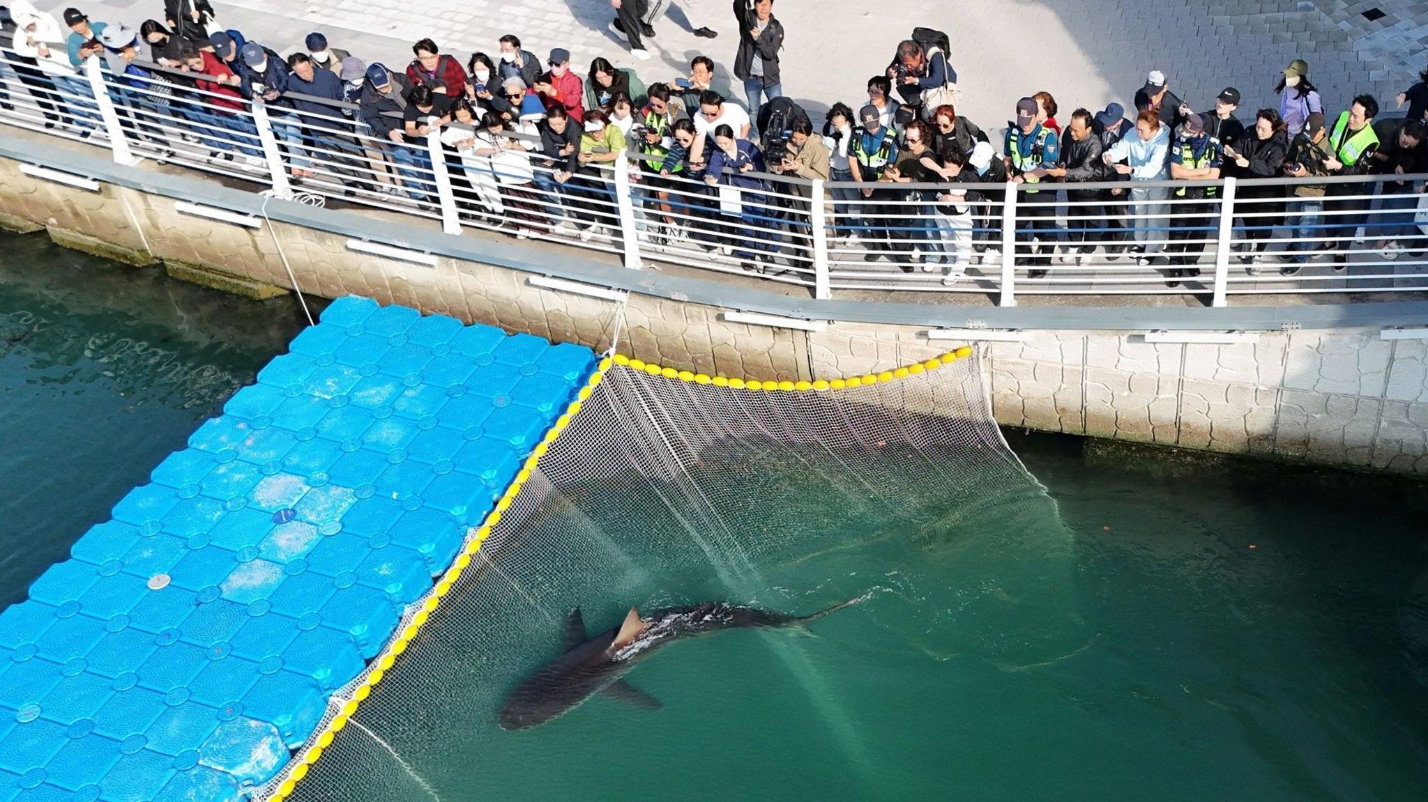 Shark ‘Bukangi’ Stuck in Busan Canal Frustrates Rescue Efforts
