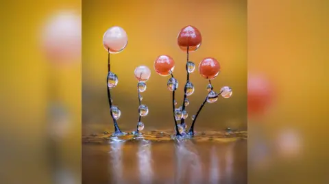 Exploring the Fascinating World of Slime Mould Through Macro Photography