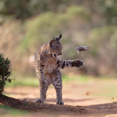 Iberian Lynx Claims Top Honors at Wildlife Photographer of the Year 2026