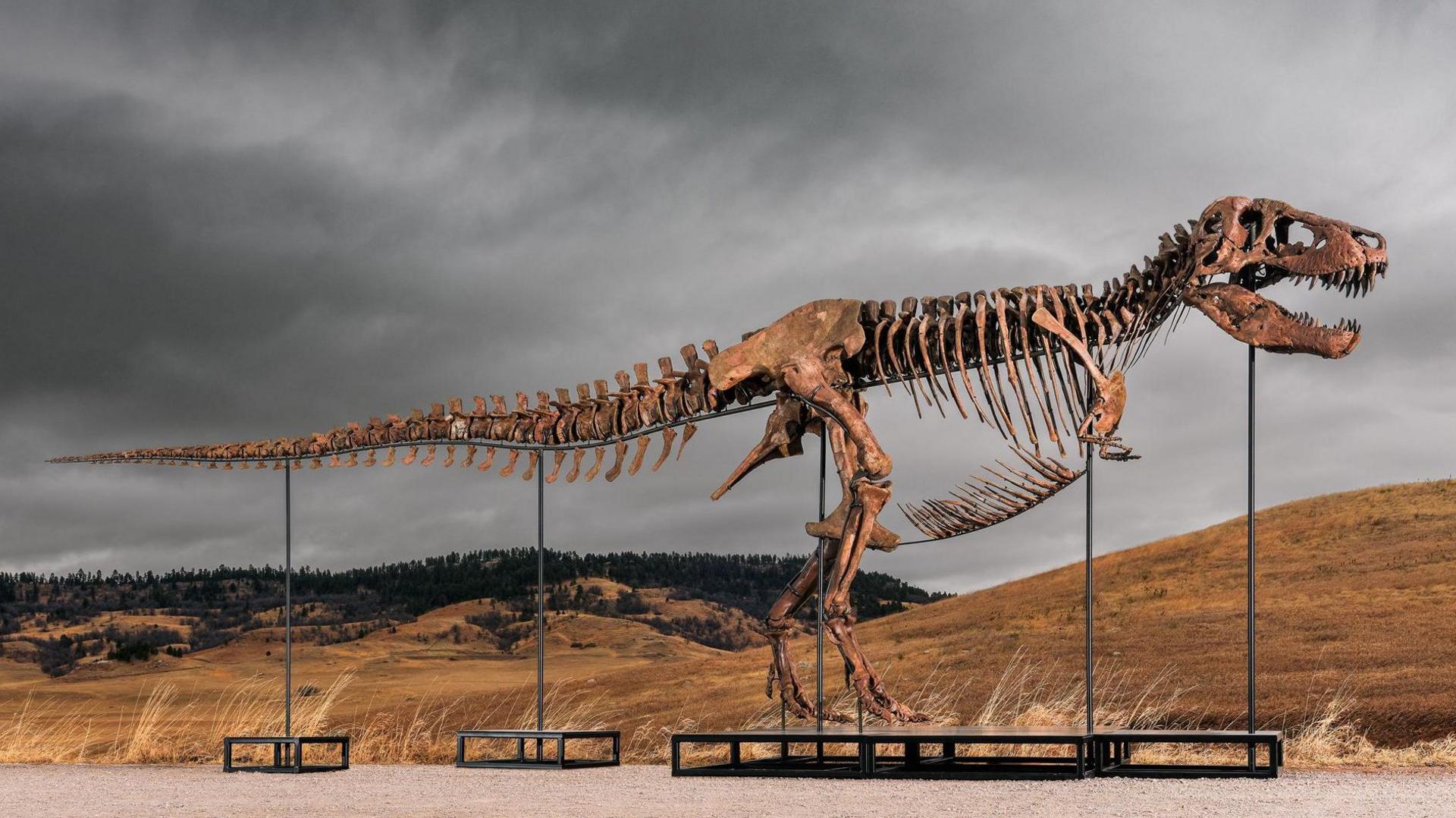 Tyrannosaurus rex fossil sells for record $50.1m at Sotheby's auction