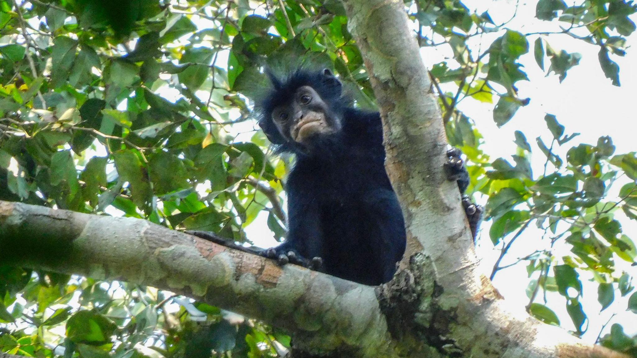 New Orange‑Lipped Monkey Unearthed in Central Congo Forests
