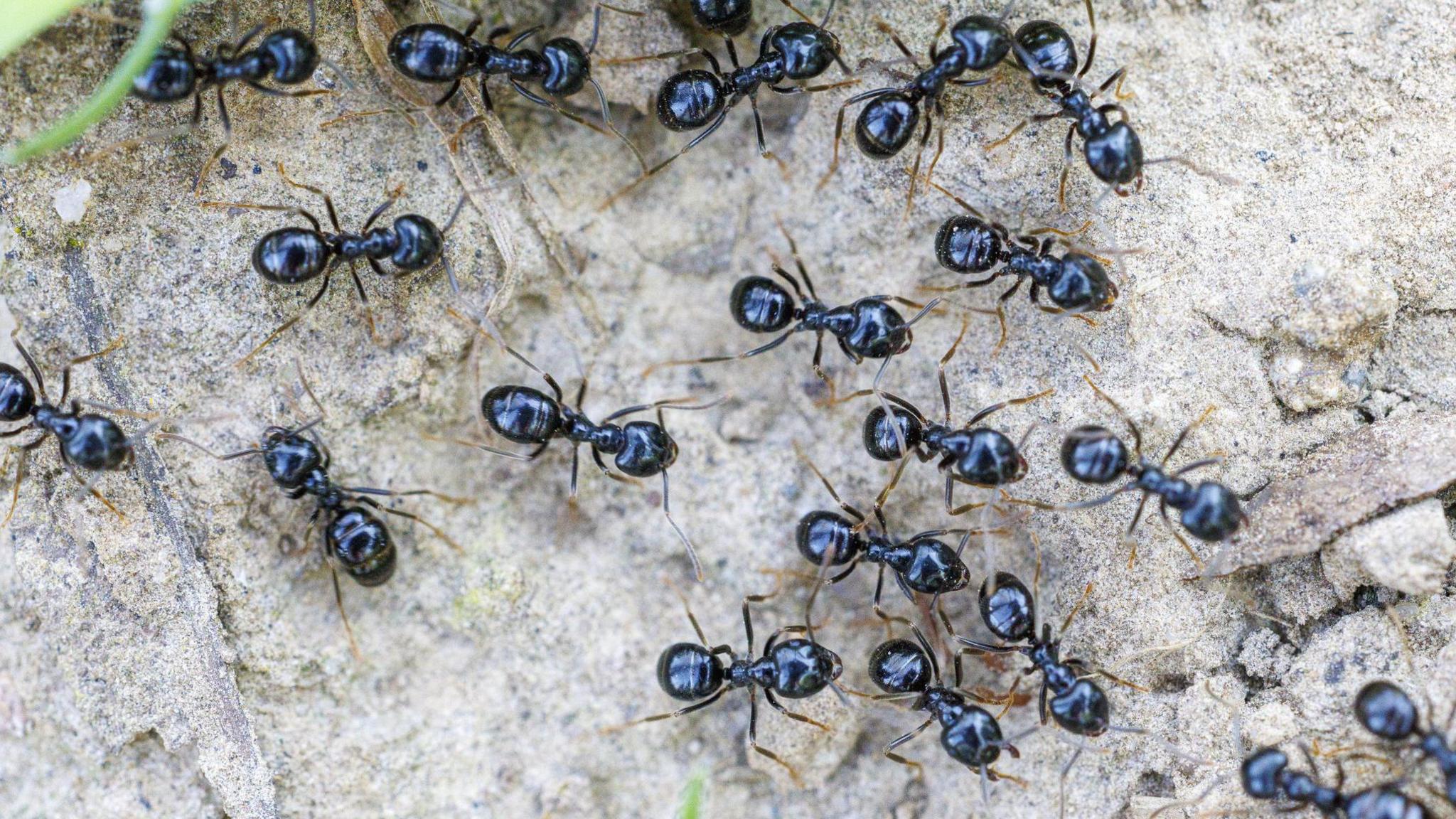 Korean Michelin‑starred chef faces jail after using banned ants as dessert garnish