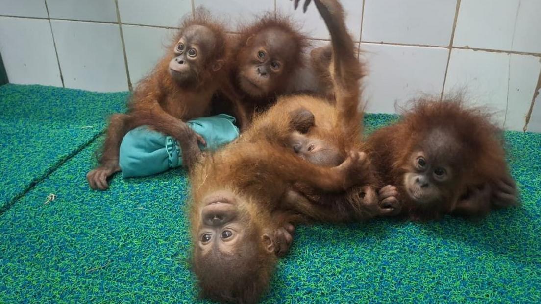 Five Baby Orangutans Discovered in Odisha Forest Spark Smuggling Probe
