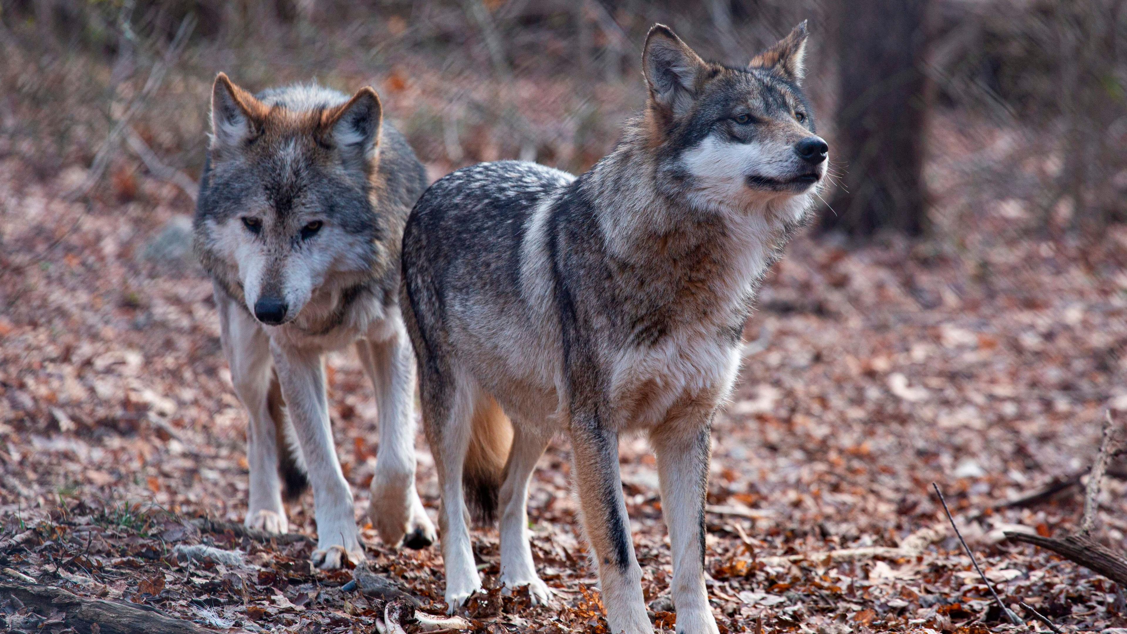 Trump signs order that could allow ranchers to kill grey wolves, igniting conservation backlash