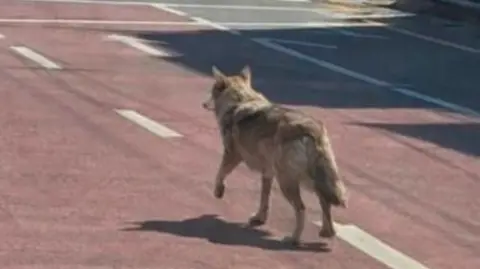 South Korea Police Arrest Man for Misleading AI Wolf Image