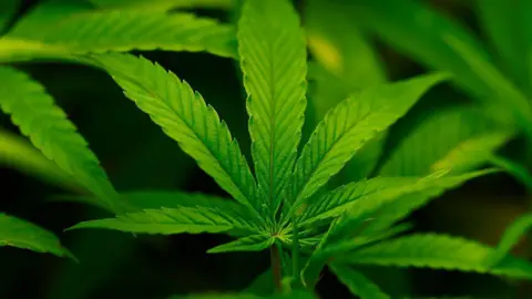 Historic Shift: Trump Administration Downgrades Cannabis Classification