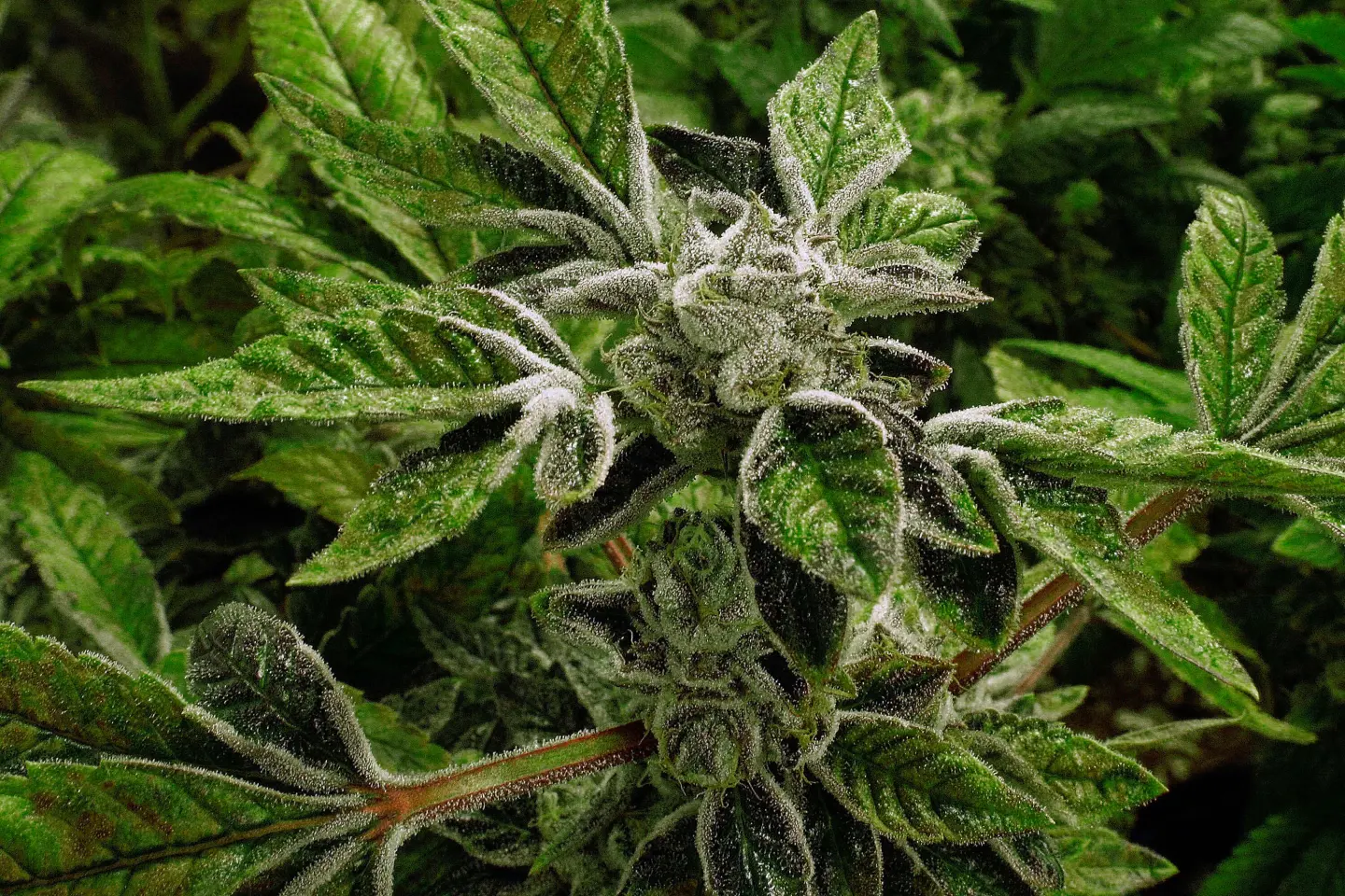 Trump Administration Reclassifies Medical Marijuana, Paving the Way for Greater Accessibility