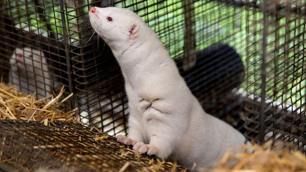 Denmark to End Mink Farming by 2029 After Government U‑Turn
