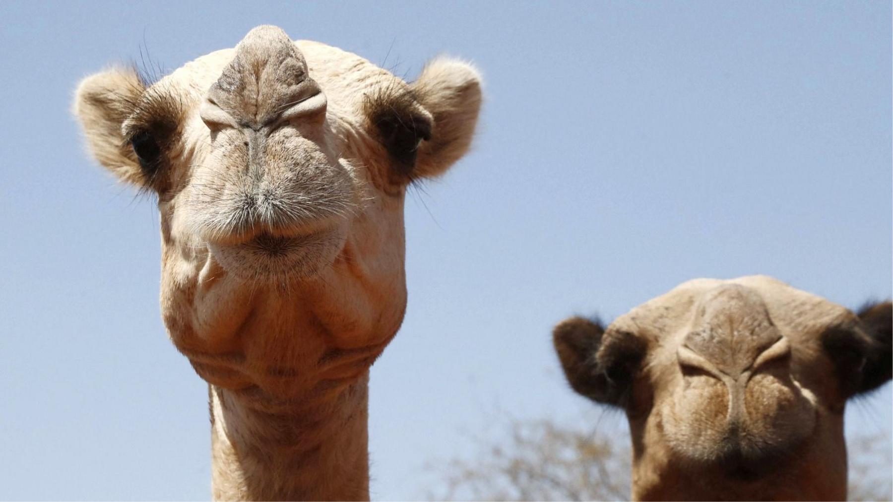 Camels in Crisis: Heatwaves Turn Africa’s Desert Sentinels into Victims