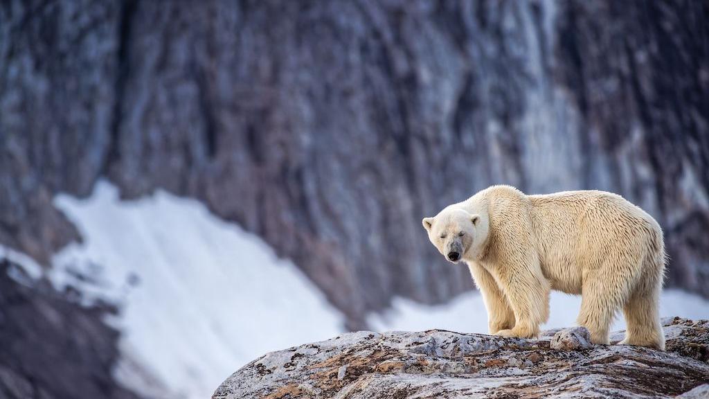 Foghorn Fine: Norwegian Vessel Owner Penalised for Waking Sleeping Polar Bear