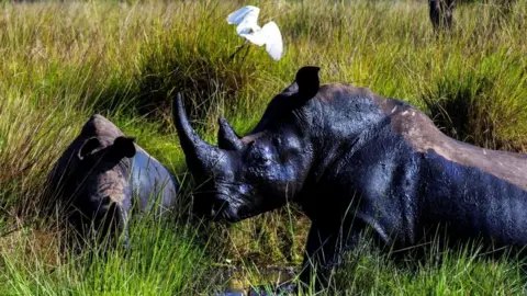 Rhinos Make a Historic Return to Uganda's Kidepo Valley National Park