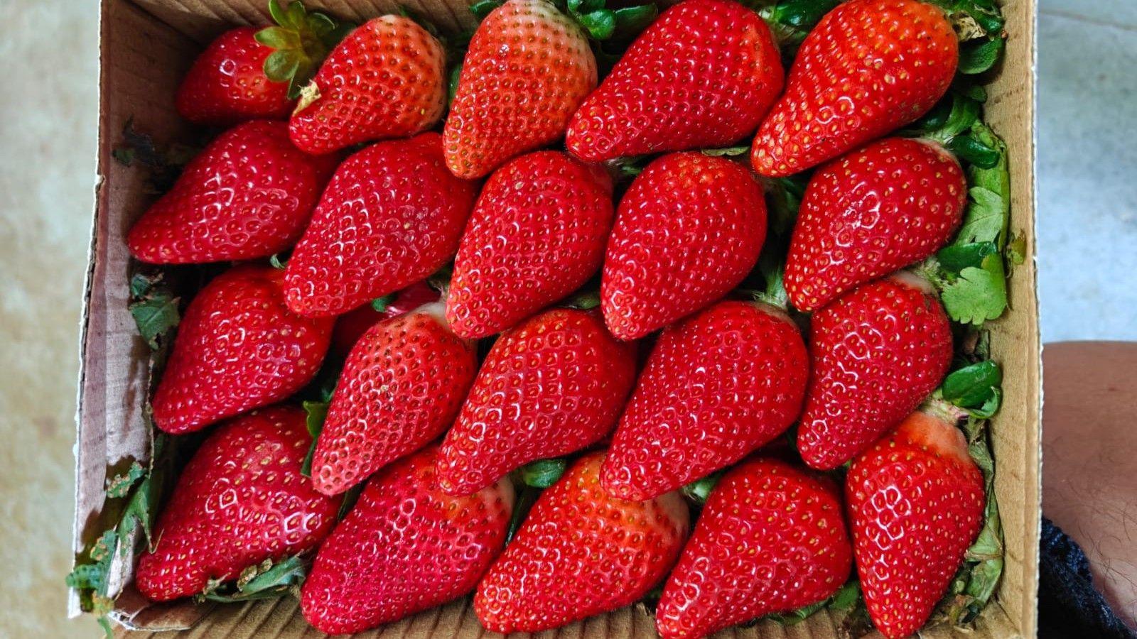 India Seeks to Build Indigenous Strawberry Empire Amid Climate Risks